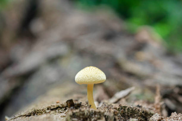 istock Macro Shot of Single Mushroom Growing on Log in Forest 2165731480