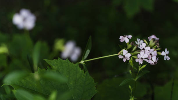 istock Basil-leaved Soapweed flowers growing in dense grass 2165731747
