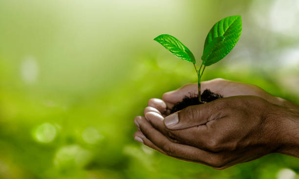 istock men's hands hold a young plant in the soil 2165732033