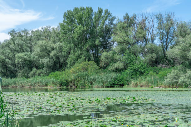 istock Slowly flowing river is overgrown with yellow water lilies. 2165734315