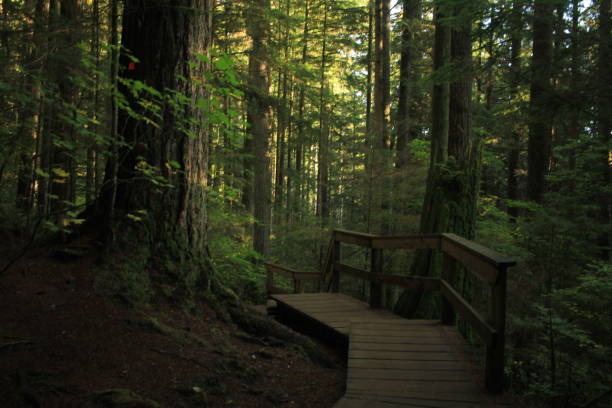 istock Scenic view of path leading into forest 2165734364
