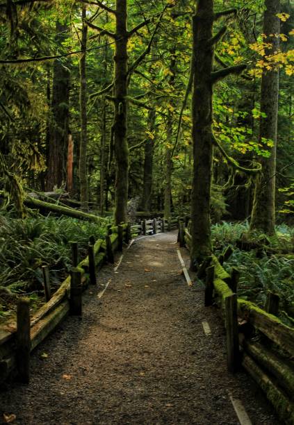 istock Scenic view of path leading into forest 2165734459