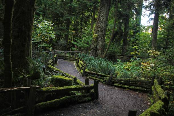 istock Scenic view of path leading into forest 2165734461