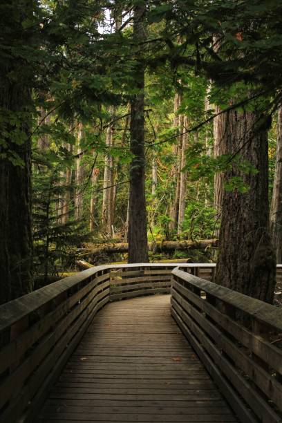 istock Scenic view of path leading into forest 2165734506