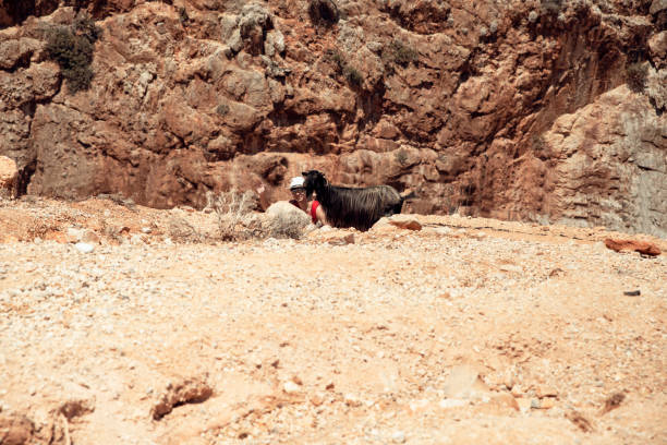 Man climbing on rocky cliff  with black mountain goat. Hiking in wild dry and warm environment, natural habitat of goats