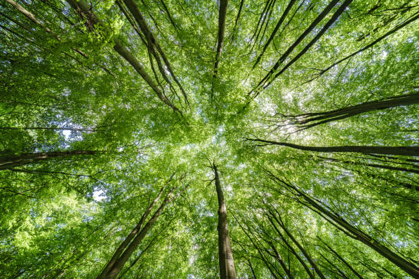istock Gazing Upward Through a Lush Green Tree Canopy Illuminated by Warm Sunlight Filtering Through 2165736337