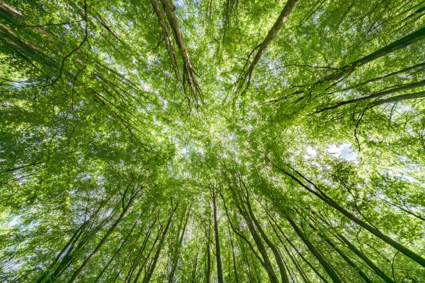 istock Gazing Upward Through a Lush Green Tree Canopy Illuminated by Warm Sunlight Filtering Through 2165736352