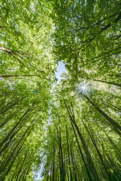 istock Gazing Upward Through a Lush Green Tree Canopy Illuminated by Warm Sunlight Filtering Through 2165736529