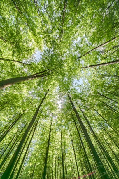 istock Gazing Upward Through a Lush Green Tree Canopy Illuminated by Warm Sunlight Filtering Through 2165736555