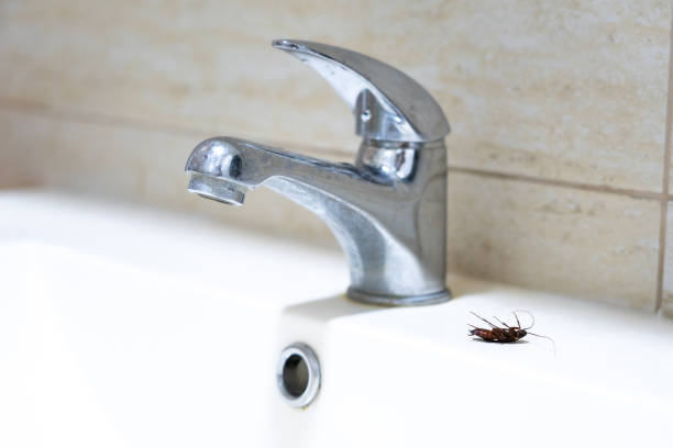 istock A large, disgusting cockroach next to the tap 2165737075