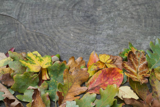 Fall cleanup concept with wood deck  littered with fallen autumn oak leaves in messy yard