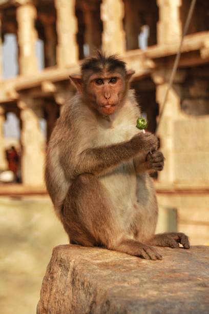istock Scenic views of Hampi, India 2165739823