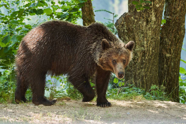 istock Brown bear on the side of the road 2165739961