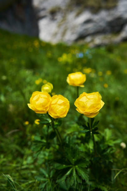 Yellow mountain globeflowers (Trollius europaeus) growing on a hiking trail in the mountains