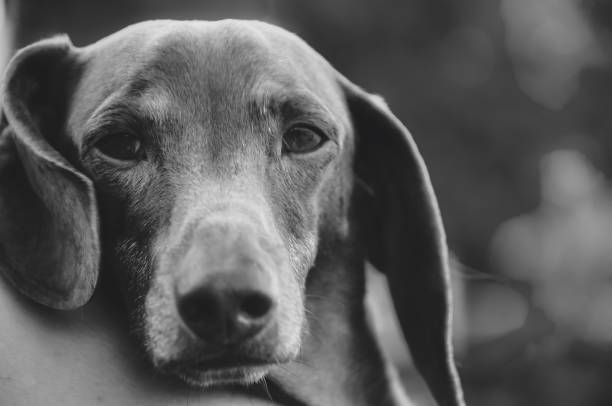 A contemplative dachshund gazes softly, capturing a moment of stillness and wisdom. The black-and-white palette enhances the dog's expressive eyes and gentle demeanor.