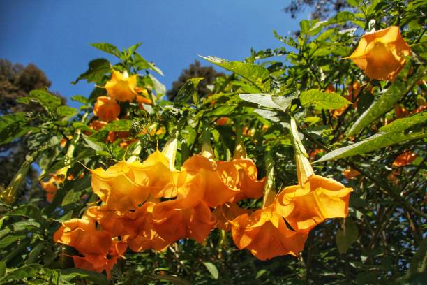 Scenic views of Ooty, India