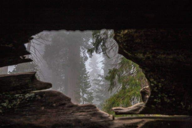 An amazing hole in a redwood tree on a foggy cloudy morning. Such wonderful views can be found in a national park in the United States.