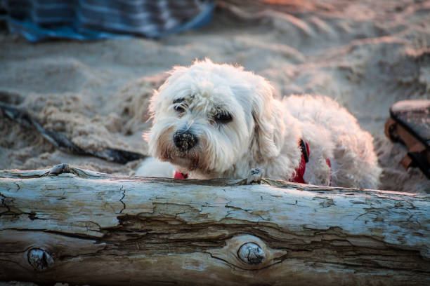 A white Maltese dog lies on a tree trunk on the seashore. young Maltese is wearing red suspenders.