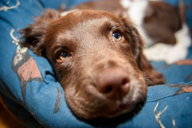 Cute English Springer Spaniel puppy enjoying life to the full