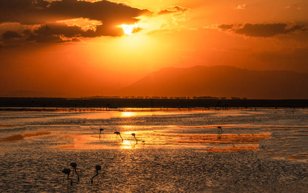 istock Sunset at Amboseli National Park 2165745202