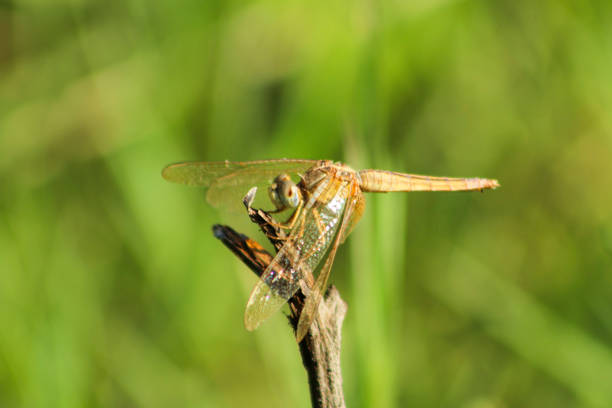Common Darter Dragonfly flying over a lake in Gosforth Park Nature Reserve in springtime .