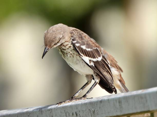 istock Northern Mockingbird  (Mimus polyglottos) - juvenile 2165746706