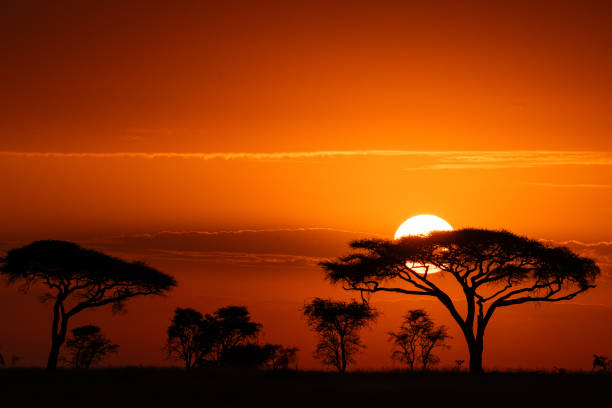 istock Fiery Sunrise at Serengeti 2165746756