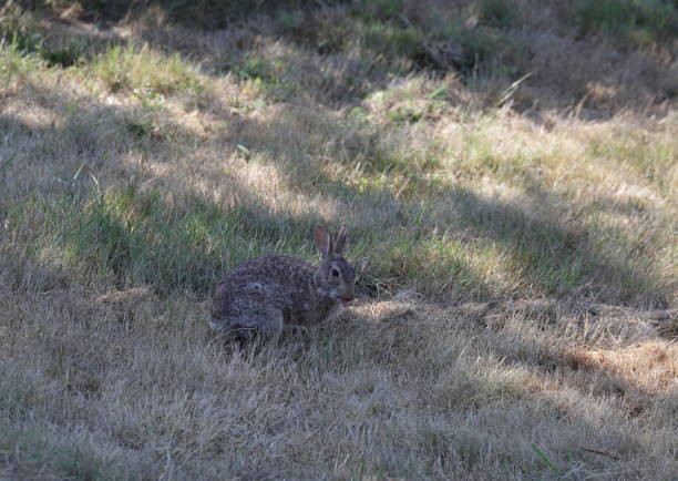 A partially camouflaged cottontail and its extended tongue on a green belt in the shade. Summer morning in Metro Vancouver.