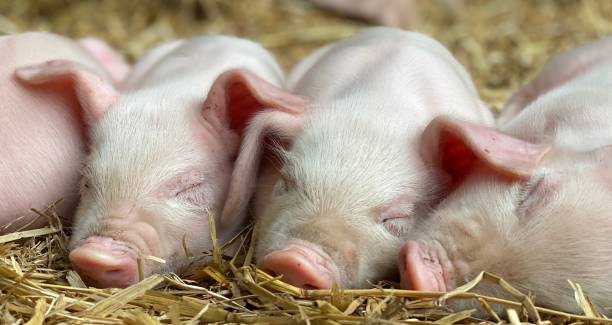 British Lop Rare breed piglets asleep
