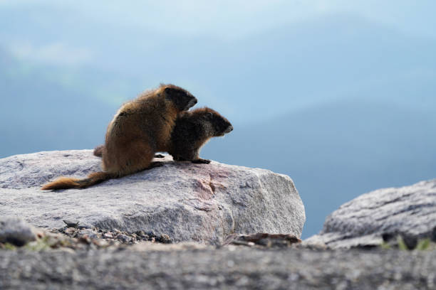 Marmot in Jasper National Park