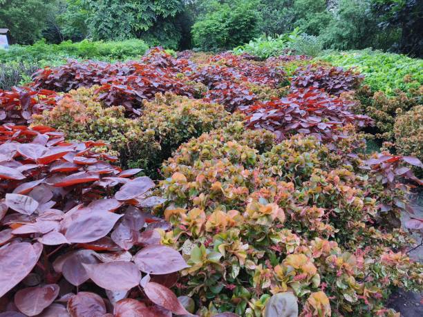istock Colours of garden 2165749498
