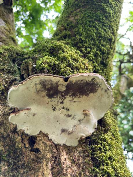 istock Hoof fungus 2165750328