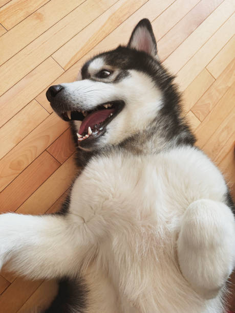 An Alaskan Malamute happily lays on his back.
