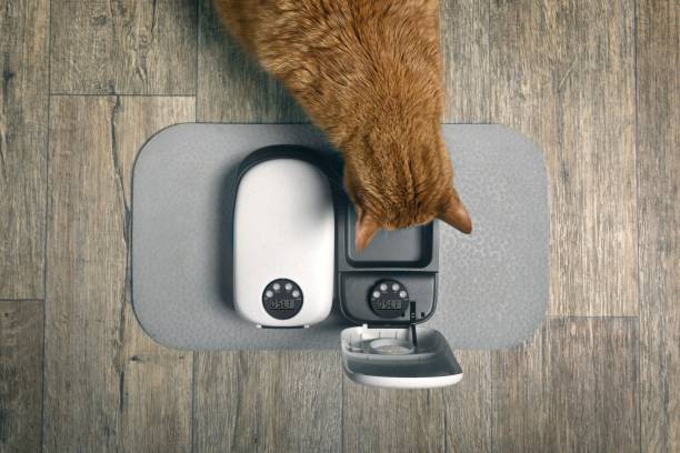 istock Cute red cat waiting for food by automatic feeder machine. Seen directly above. 2165751939
