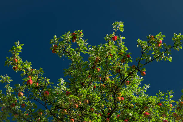 Blue sky and green leaf apple tree in summer hot sunny day