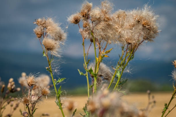 Summer hot sunny evening with golden grain and dark blue sky