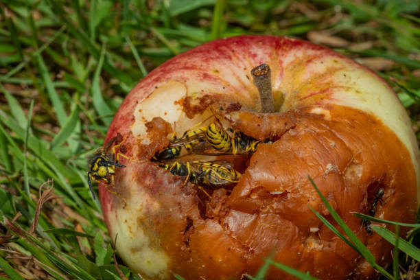 Wasp on rotten apple in green grass in summer hot sunny day