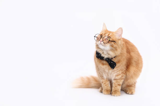 istock Smart cat looks to the side or up. Science or education 2165754633