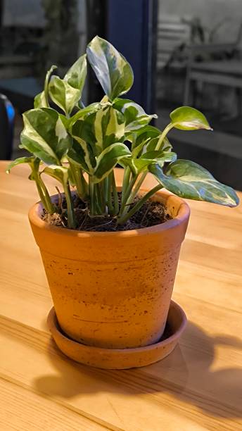 istock Tree in ceramic pot. Plants growing in pots or planters. beautiful natural home decorations. Interior design 2165754803