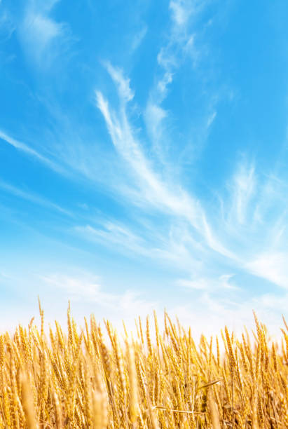Yellow wheat or rye field and blue sky with clouds. Summer landscape vertical background
