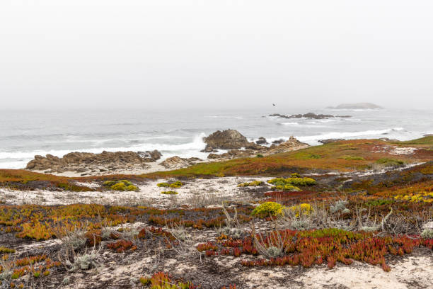 A captivating coastal landscape featuring the majestic ocean and towering fir trees along the scenic 17-Mile Drive in California