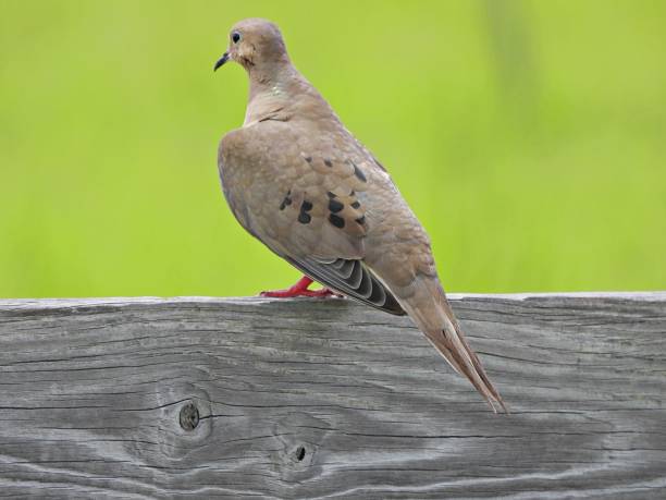istock Mourning Dove (Zenaida macroura) - resting on a wood post 2165756925