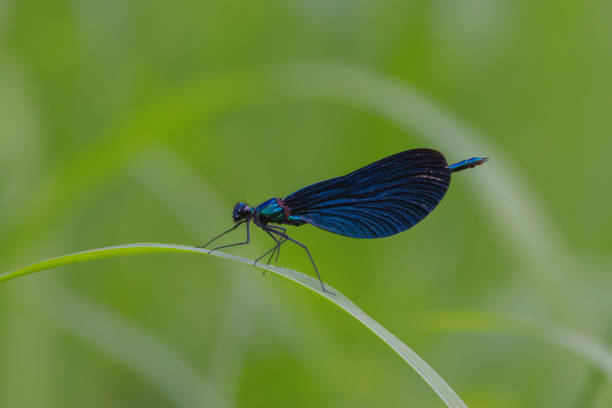 istock A Blue Damsel in the meadow. 2165759968