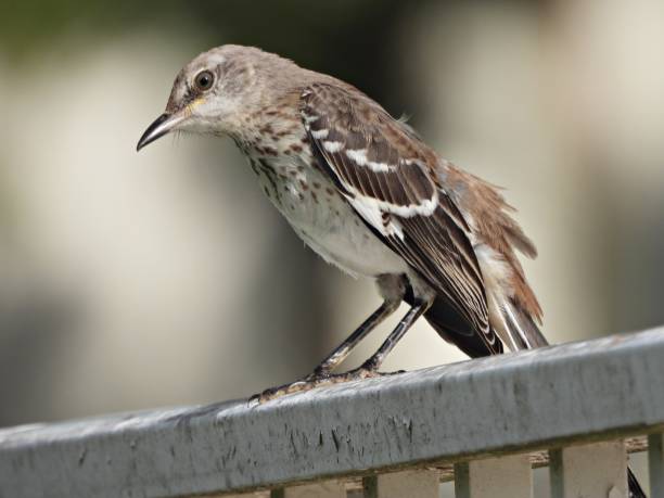 istock Northern Mockingbird (Mimus polyglottos) - immature - standing a railing 2165759979