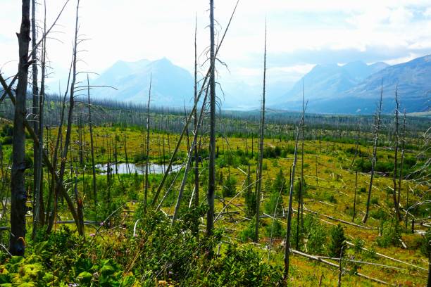 istock Forest Fire Burn Area makes way for new growth and fireweed. 2165760077