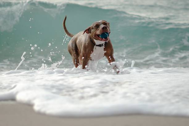 istock Bull terrier having a blast on the beach-Stock Photo 2165761442