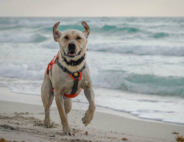 istock Labrador pup having sunrise -Stock photo 2165761499