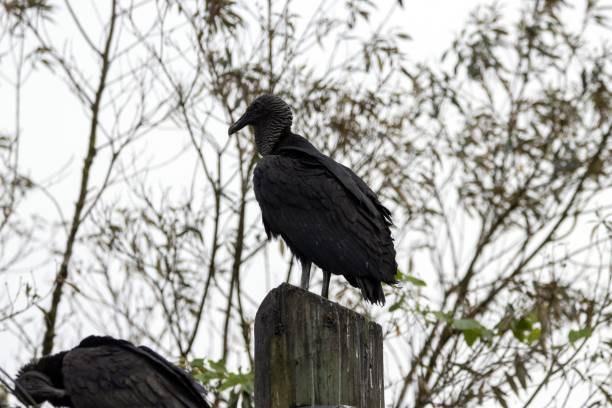 A black vulture, Coragyps atratus, on a branch.