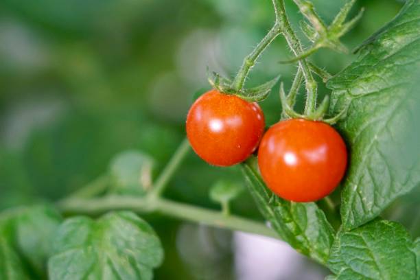 istock Small cherry tomatoes. Tomatoes on a branch. Red mini tomatoes on a branch. Ripe cherry tomatoes. 2165764000
