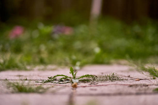 Dandelion grows out of the ground